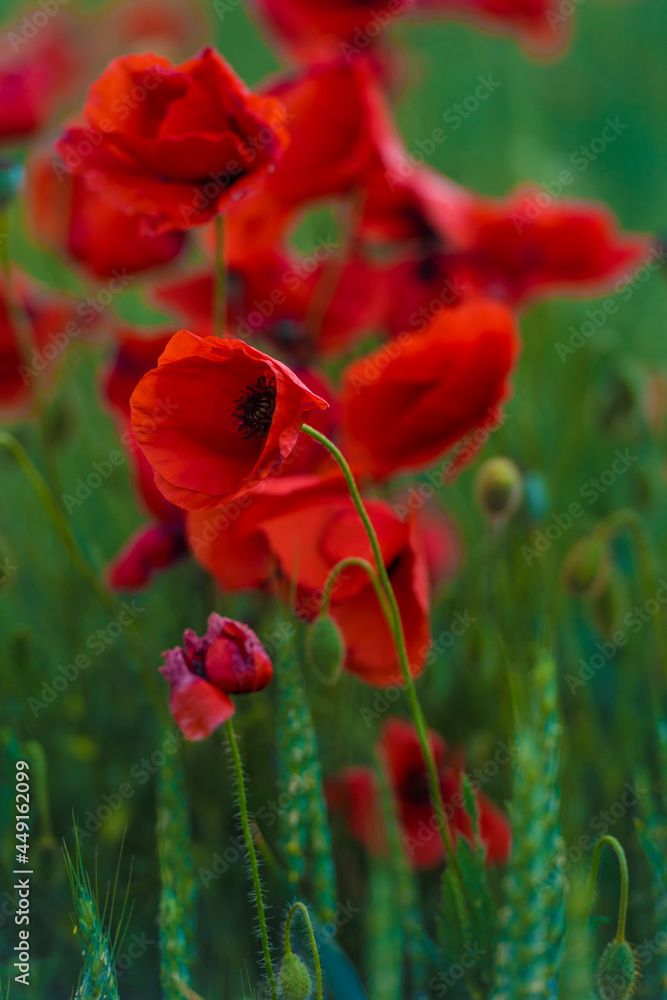 Obraz premium red poppies close-up in a field in summer among the green grass
