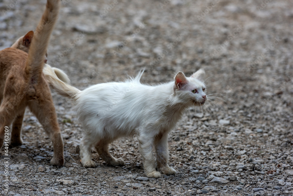 unhappy homeless hungry cats on the street,