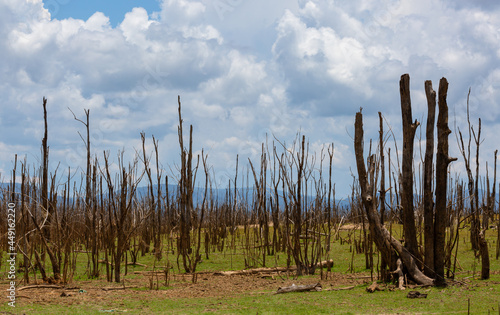 Dead forest because of climate change and drought. Global warming concept