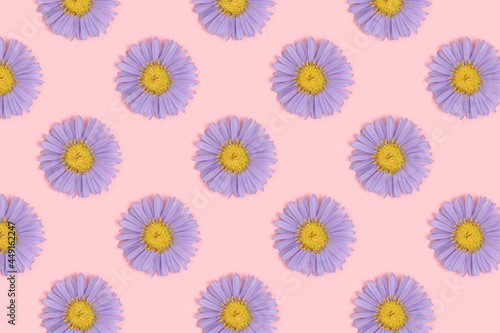 Pattern made of aster flowers on a pink background. Spring concept.