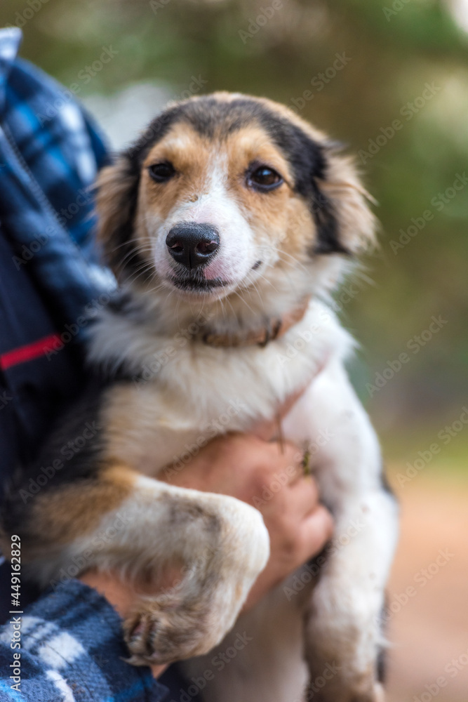 cute little white with red and black dog in arms cute little white with red and black dog in arms