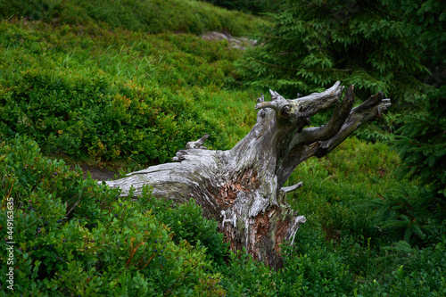 Old shrivelled trunk surrounded by green deciduous shrubs