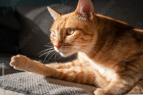 brown tabby cat with green eyes under the light of the window. close up © magui RF