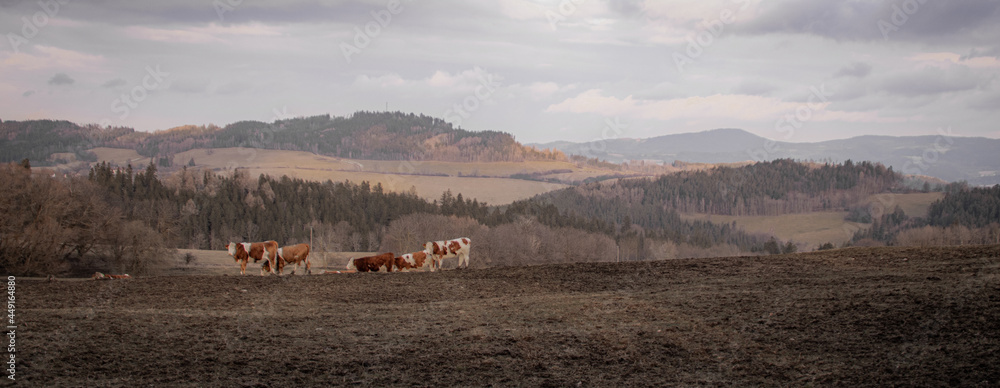 Fototapeta premium Cow panorma