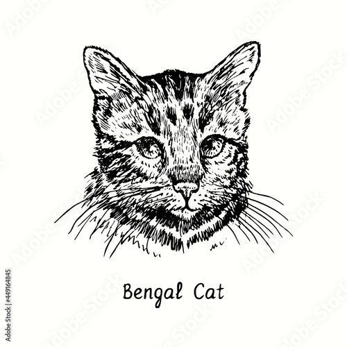 Bengal Cat face portrait. Ink black and white doodle drawing in woodcut style.