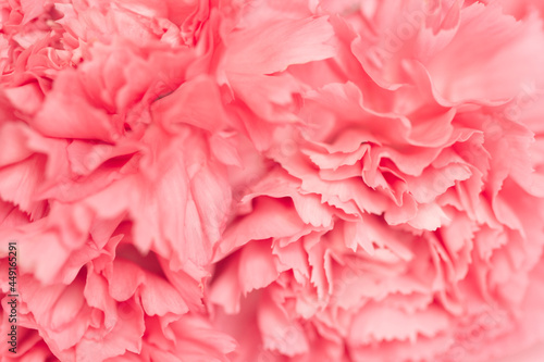 Blurred pink carnation flower. Abstract natural background. Selective focus.