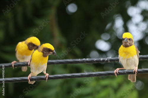 pair of yellow birds baya weaver