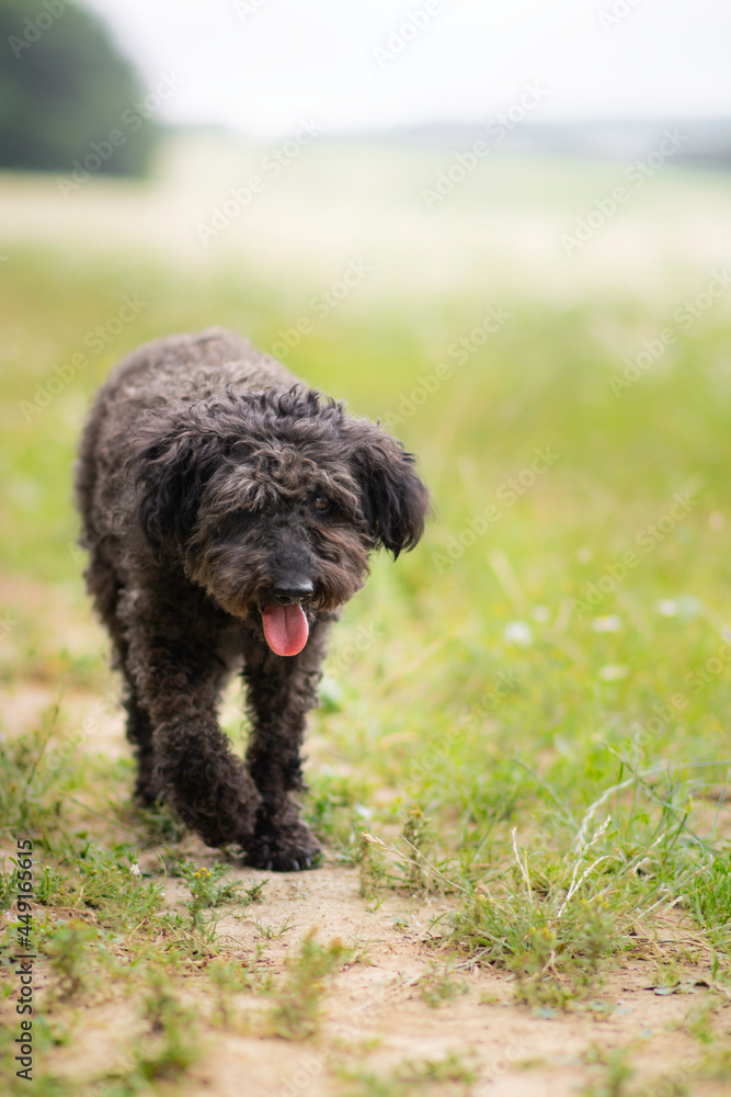 Beautiful mudi poodle mix breed dog posing in flowers, nature