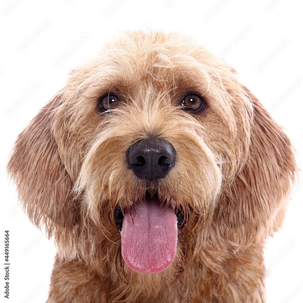 Fototapeta premium Portrait of beautiful animals in front of a white background