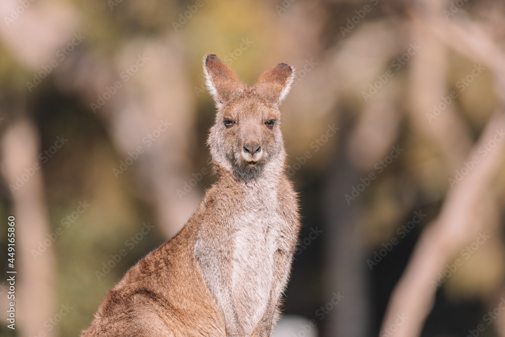 Fototapeta premium Eastern Grey Kangaroo, Ulladulla, NSW, Australia. 