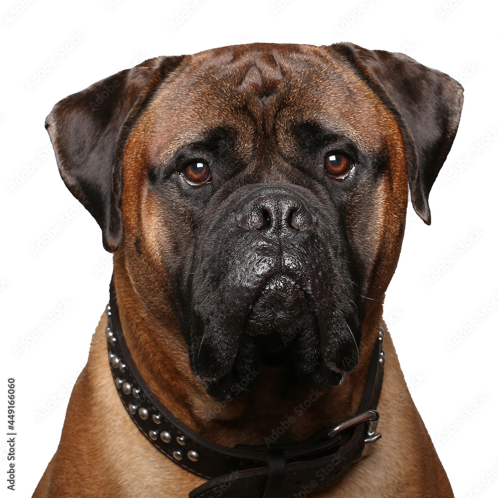 Portrait of beautiful animals in front of a white background