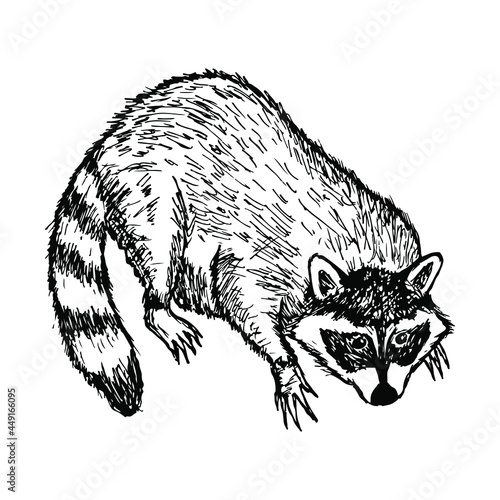 Raccoon. Vector illustration. Isolated on white. Hand-drawn style.