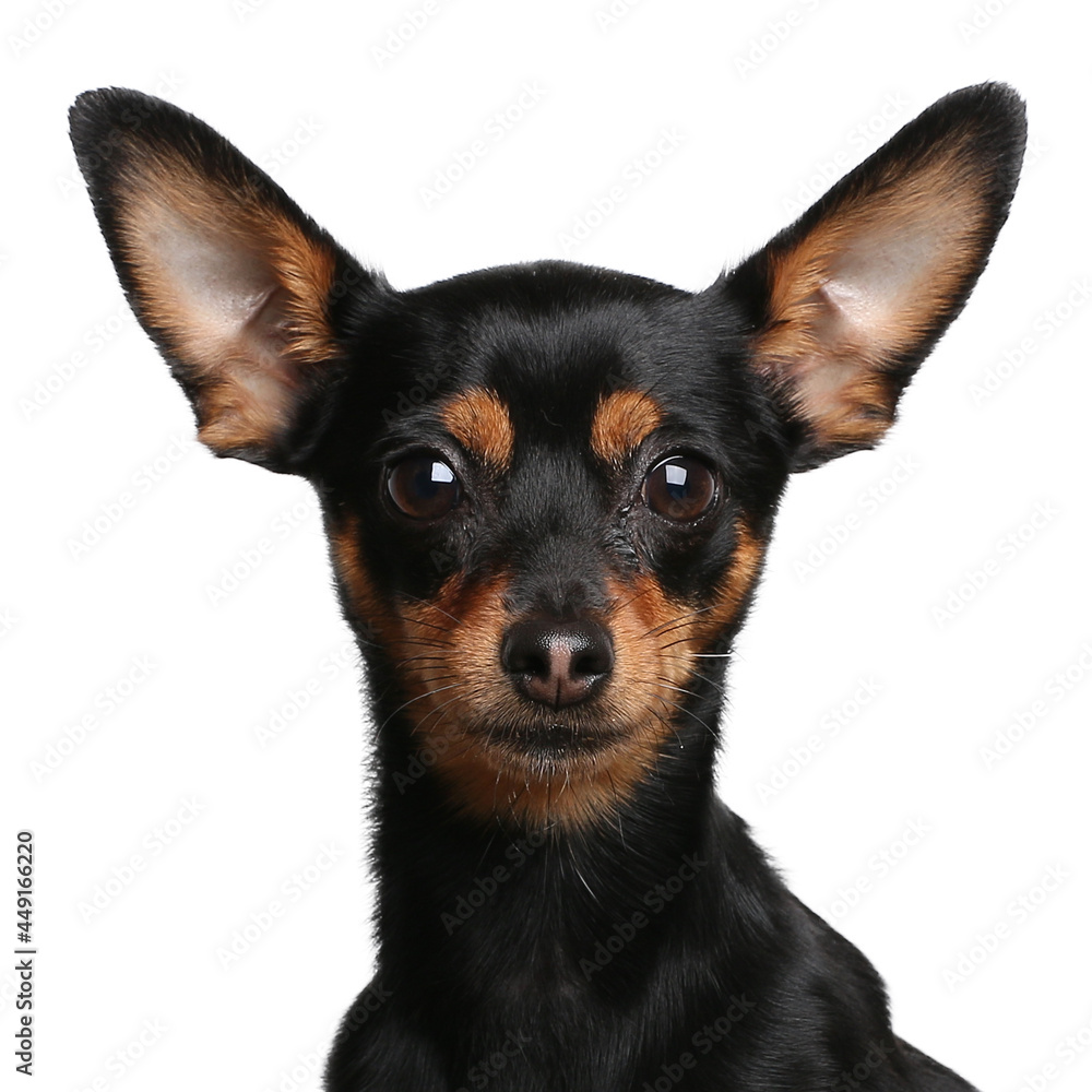 Portrait of beautiful animals in front of a white background Portrait of beautiful animals in front of a white background