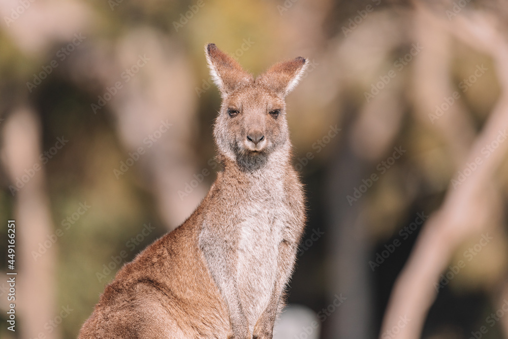Fototapeta premium Eastern Grey Kangaroo, Ulladulla, NSW, Australia.