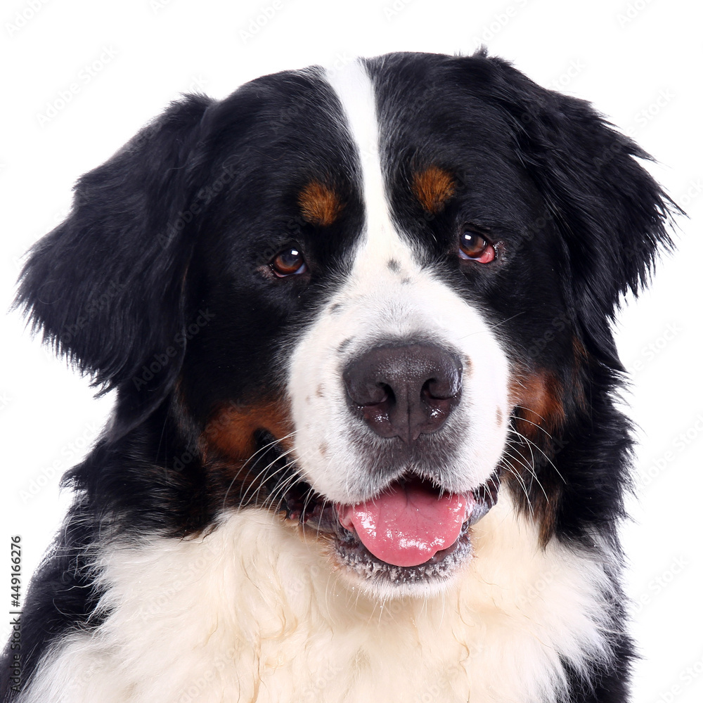 Portrait of beautiful animals in front of a white background Portrait of beautiful animals in front of a white background