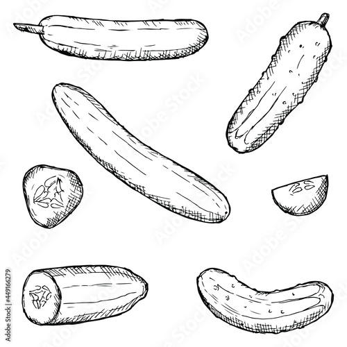 Set of cucumbers. Vector illustrations. Isolated on white. Hand-drawn style.