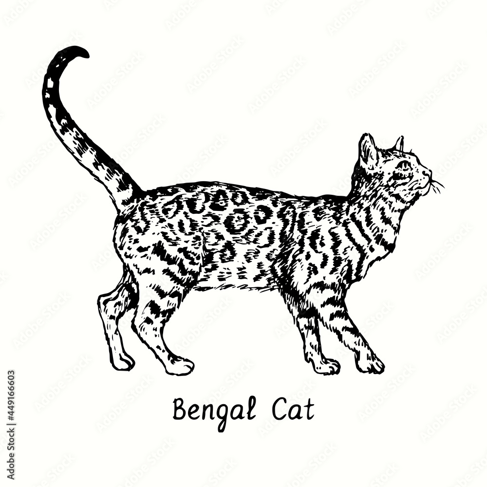 Obraz premium Bengal Cat standing side view. Ink black and white doodle drawing in woodcut style.