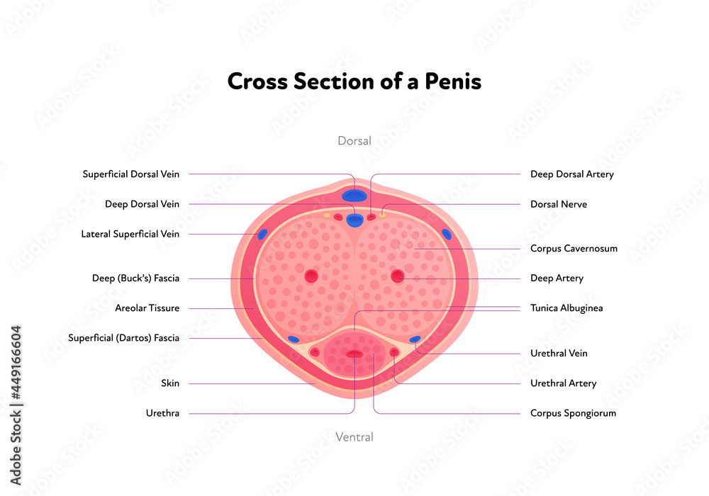 Human Reproductive System Anatomy Inforgaphic Chart Vector Flat 