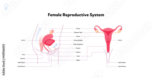 Human reproductive system anatomy inforgaphic chart. Vector flat healthcare illustration. Female uterus with name diagram. Front and side view. Design for biology, health care, gynecology photo