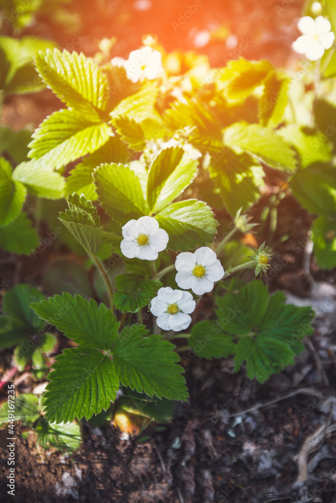 White strawberry flowers with green leaves on soil background. White strawberry flowers with green leaves on soil background.