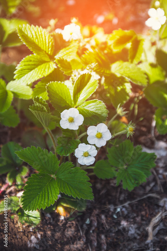 White strawberry flowers with green leaves on soil background.
