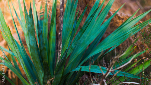 Macro d'une plante aux longues feuilles vertes, dans la forêt des Landes de Gascogne