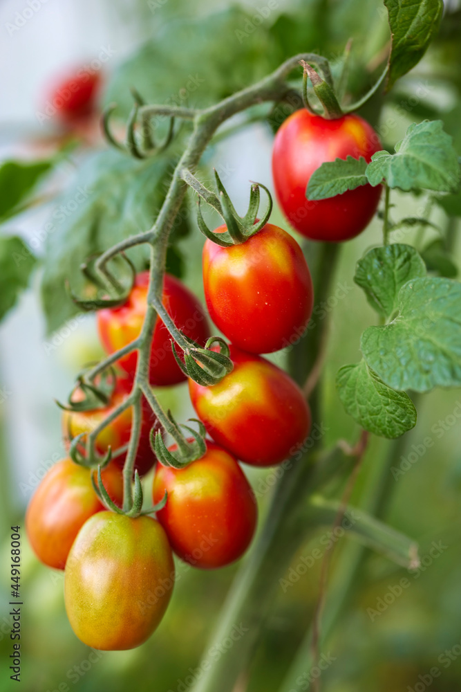 tomatoes in the garden, organic production in the garden somewhere in the country.