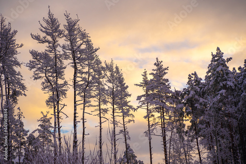 sunset in the forest. Winter