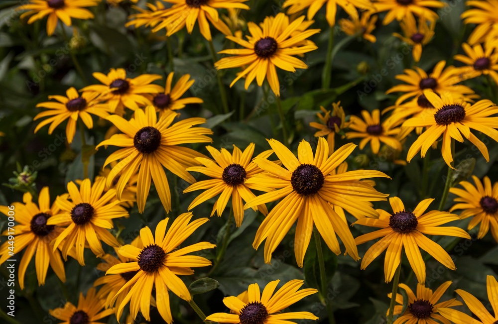 Rudbeckia flowers on a green background Rudbeckia flowers on a green background