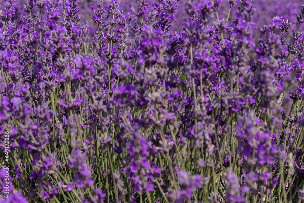 Blooming lavender in the summer. lavender blooming scented flowers. Blooming lavender in the summer. lavender blooming scented flowers.
