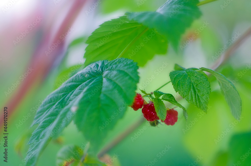 Raspberries in the wild. Ripe raspberry berries. Red raspberries and green leaves in summer garden, close up. Raspberries in the wild. Ripe raspberry berries. Red raspberries and green leaves in summer garden, close up.