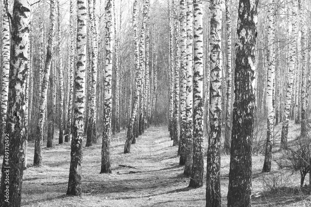 Young birch with black and white birch bark in spring in birch grove against background of other birches Young birch with black and white birch bark in spring in birch grove against background of other birches