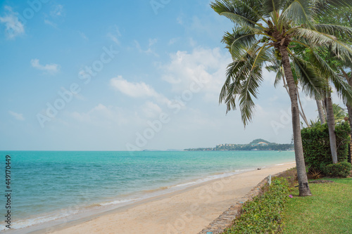 Sunbeds on the grass on the lawn near the beach and the sea. beautiful sea and palm tree with coconuts