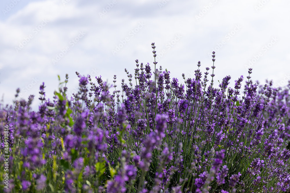 Obraz premium Blooming lavender in the summer. lavender blooming scented flowers.
