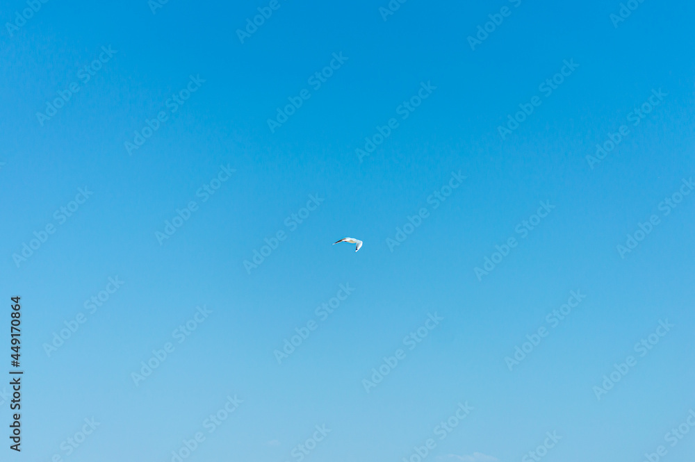Seagull flying in the sky Seagull flying in the sky