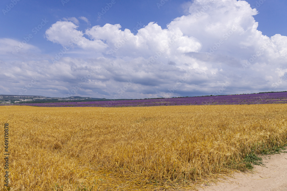 Grain field at the day light with blue sky Grain field at the day light with blue sky