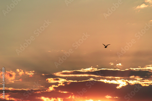 Bird in the sky at sunset