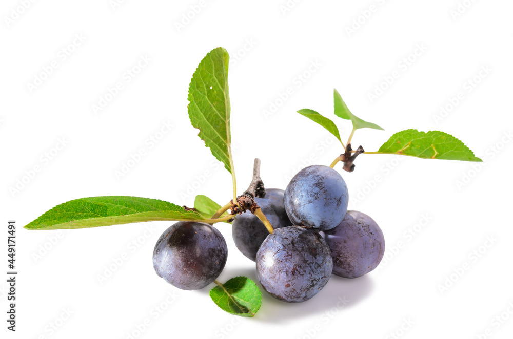 ripe blackthorn fruit with leaves - obrazy, fototapety, plakaty 