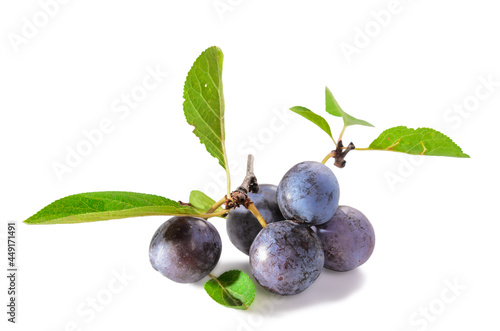 ripe blackthorn fruit with leaves photo