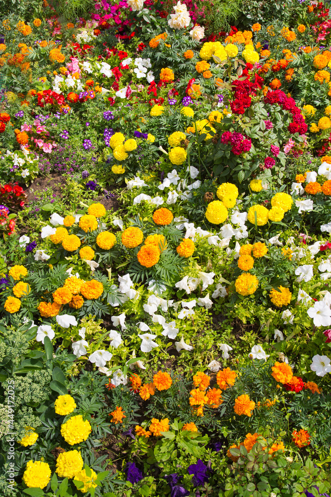 A bed of yellow, red, and white flowers on a background of green grass on a clear sunny day. Nature flowers flora background.