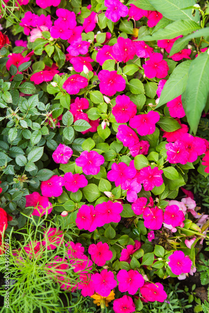 Phlox (Lat. Phlox) bright pink color on a background of green grass on a clear sunny day. Nature flowers flora background. Phlox (Lat. Phlox) bright pink color on a background of green grass on a clear sunny day. Nature flowers flora background.