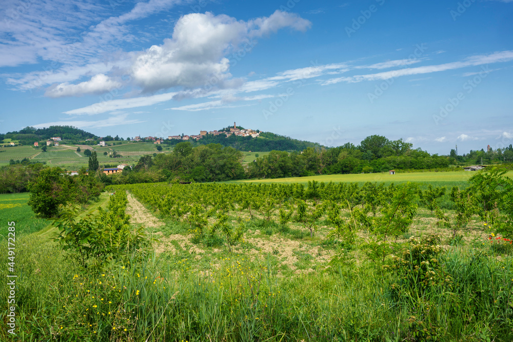 Vineyards on the Tortona hills at springtime