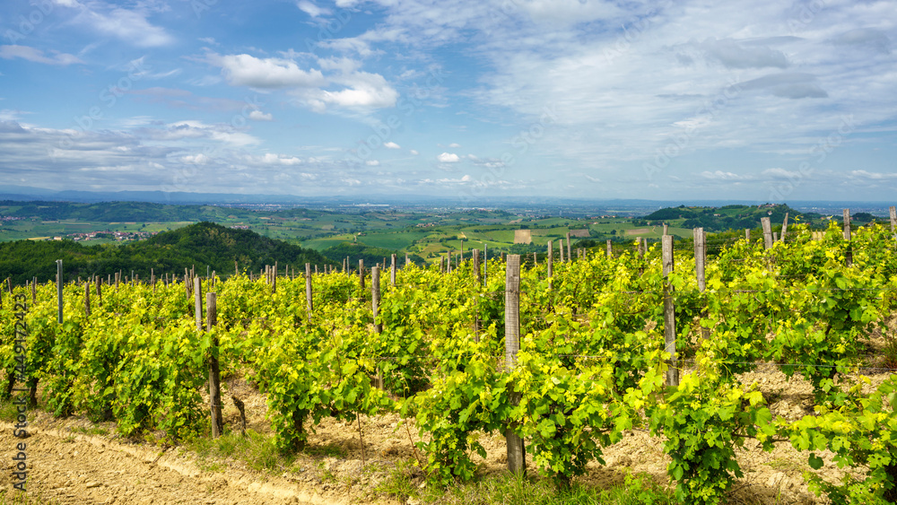 Vineyards on the Tortona hills at springtime