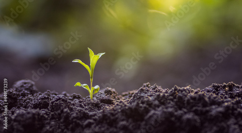Young plant in the morning light. concept of earth fertility. birth of a plant