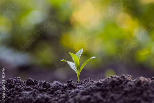 Young plant in the morning light. agriculture concept. 
 photo