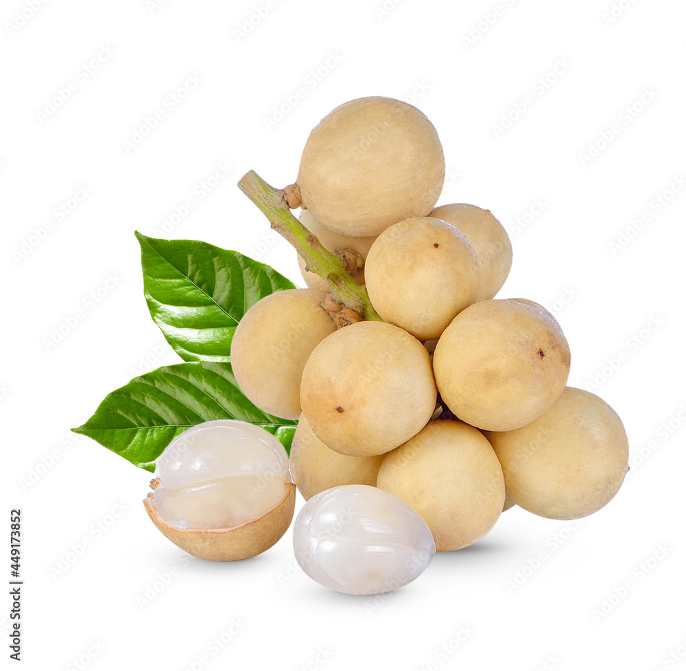 Wollongong with leaves isolated on white background Wollongong with leaves isolated on white background