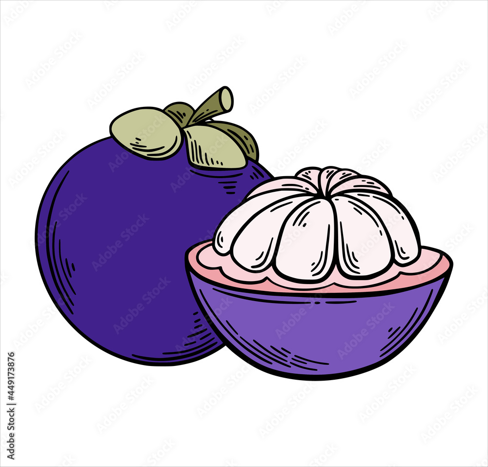 Mango Steen in purple and light green color, exotic tropic fruit hand drawn sketch style isolated on white background. Hand drawn tropical food illustration. Vector illustration. Mango Steen in purple and light green color, exotic tropic fruit hand drawn sketch style isolated on white background. Hand drawn tropical food illustration. Vector illustration.