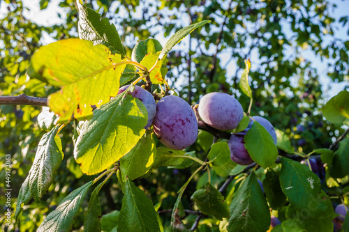 Ripe plum fruits on a tree 