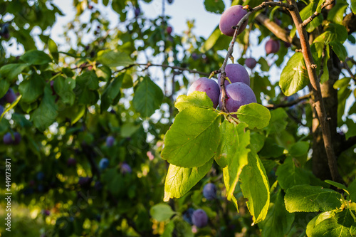 Ripe plum fruits on a tree 