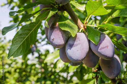 Ripe plum fruits on a tree 